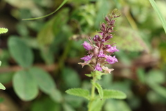 Teucrium argutum
