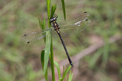Micromidia atrifrons