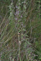 Verbena carolina