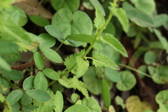 Teucrium argutum