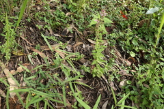 Teucrium argutum