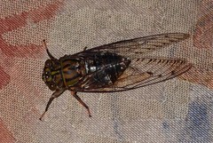 Henicopsaltria rufivelum