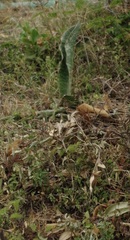 Sansevieria trifasciata image