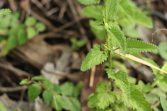 Teucrium argutum