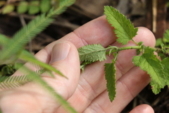 Teucrium argutum