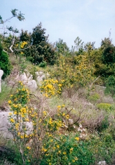 Hippocrepis emerus emerus