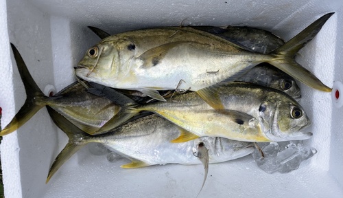 Crevalle jack (Caranx hippos) — Carangidae — 5