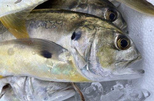 Crevalle jack (Caranx hippos) — Carangidae — 4