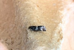 Lobesia abscisana