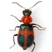 Escarabajo de Cuatro Manchas - Photo (c) Mike Quinn, Austin, TX, algunos derechos reservados (CC BY-NC), subido por Mike Quinn, Austin, TX