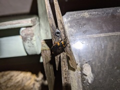 Nicrophorus interruptus