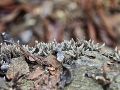 Xylaria feejeensis