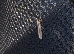 Orocrambus ramosellus