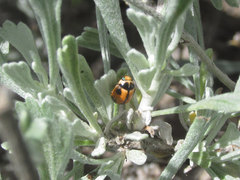 Brachiacantha albifrons