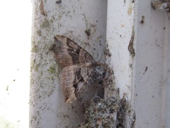 Xanthorhoe semifissata