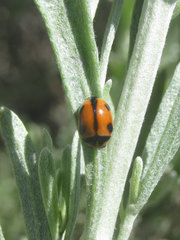 Brachiacantha albifrons