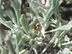 Brachiacantha albifrons