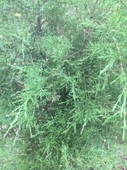 Juniperus virginiana