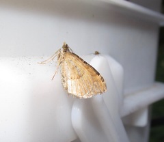 Xanthorhoe semifissata