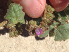 Phacelia pachyphylla