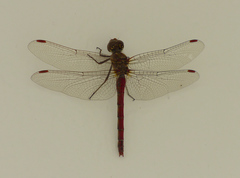Sympetrum nigrifemur