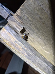 Nicrophorus interruptus