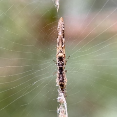 Cyclosa bacilliformis