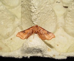Morova subfasciata