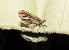 Asaphodes aegrota