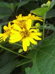 Wollastonia biflora
