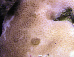 Pinufius rebus