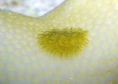 Pinufius rebus