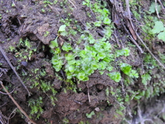 Cryptomitrium tenerum