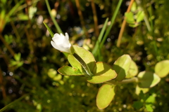 Epilobium insulare