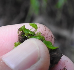 Cryptomitrium tenerum