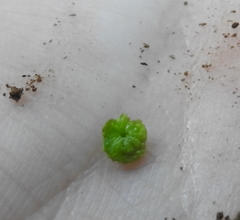 Cryptomitrium tenerum