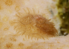 Pinufius rebus