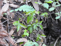 Rhinotropis californica