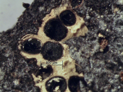 Xylaria feejeensis