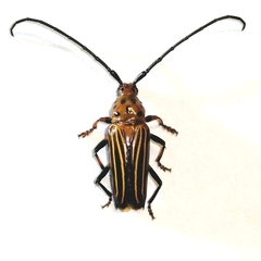 Oxymerus aculeatus