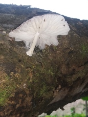 Oudemansiella australis