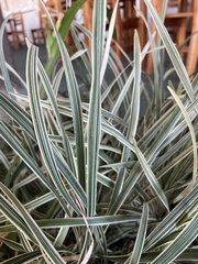 Ophiopogon jaburan