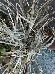 Ophiopogon jaburan