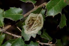 Phyllonorycter belotella