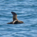 Short-tailed Shearwater - Photo (c) Larry Meade, some rights reserved (CC BY-NC-SA)