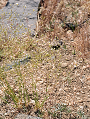 Eremogone ferrisiae