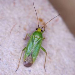 Orthotylus flavinervis