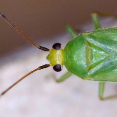 Orthotylus flavinervis