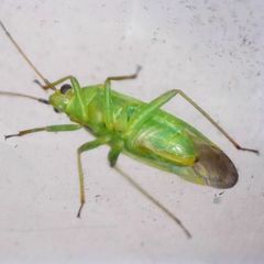 Orthotylus flavinervis