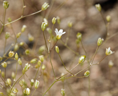 Eremogone ferrisiae